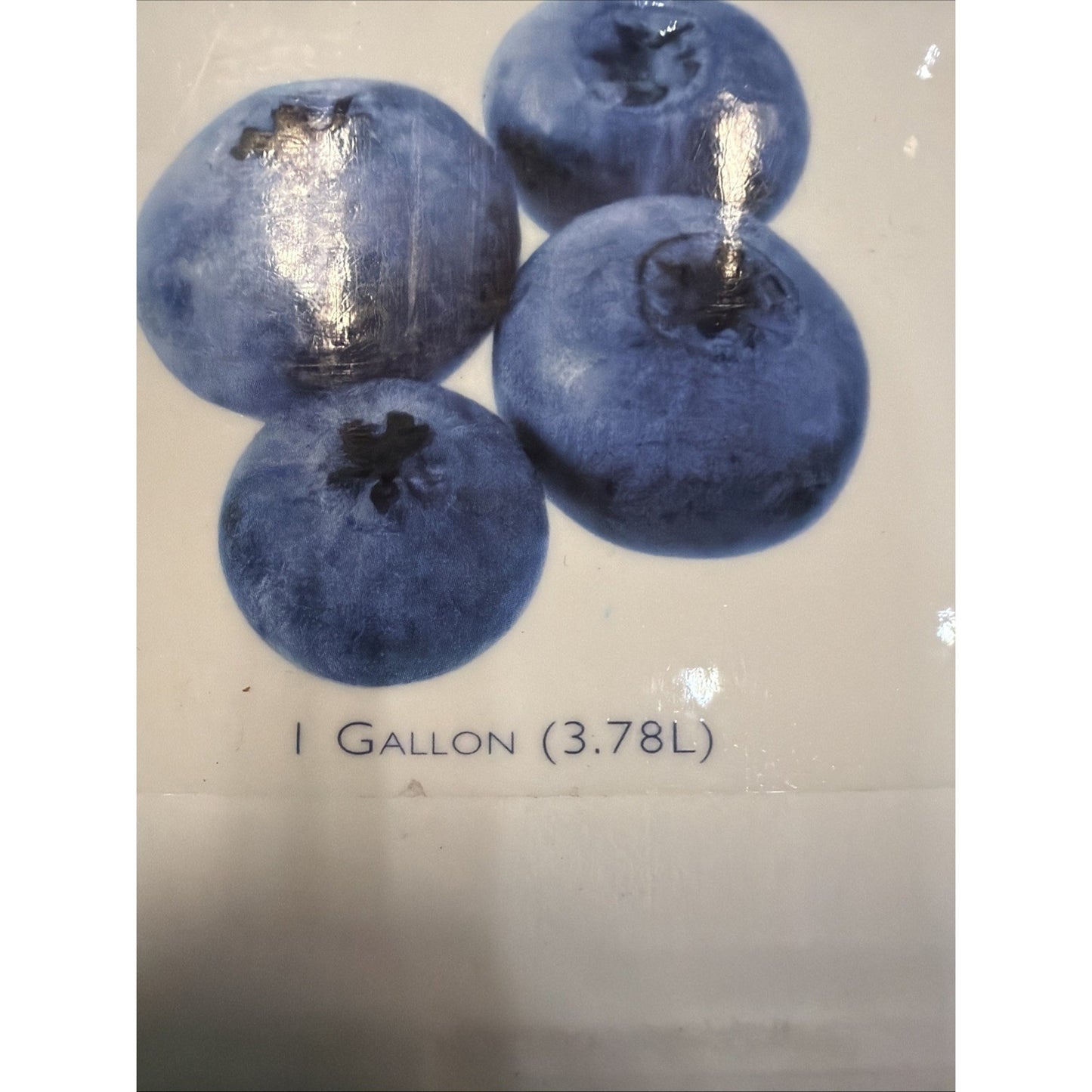 Close-up of four large blueberries above text indicating "1 Gallon (3.78L)" on a white background.